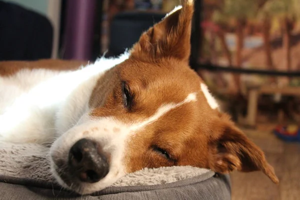 床に寝そべってる犬 — ストック写真