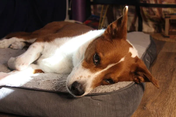 床に寝そべってる犬 — ストック写真