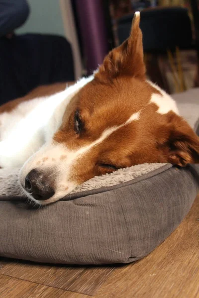 自宅のソファの上に横たわる犬 — ストック写真