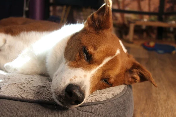 Ładny Pies Leżący Podłodze — Zdjęcie stockowe