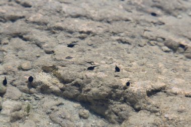 Arka planda küçük bir nehrin kumunun yakın plan çekimi.