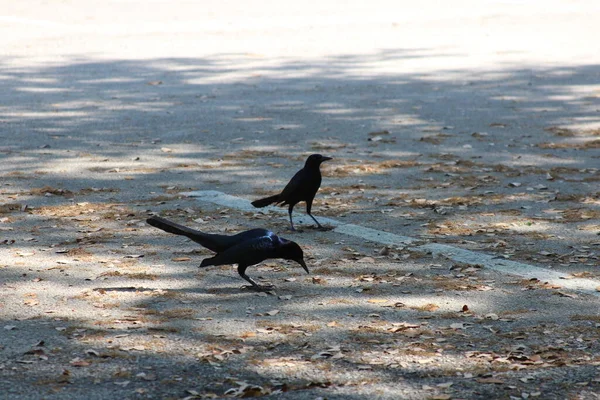 Bird Walking Beach — Stock Photo, Image
