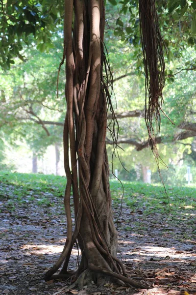 Tiro Vertical Uma Árvore Floresta — Fotografia de Stock