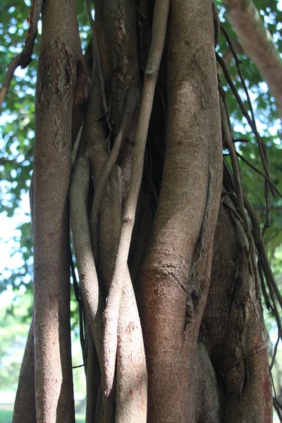 Kořeny Stromů Lese — Stock fotografie
