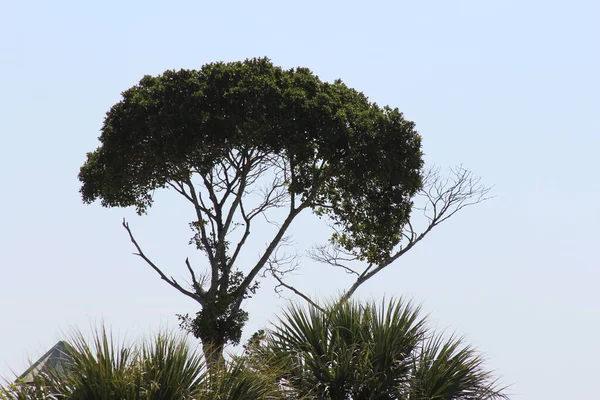 Шип Дерева Ясное Голубое Небо — стоковое фото