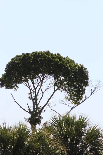 Thorn Tree Céu Azul Claro — Fotografia de Stock
