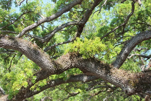 Зеленое Дерево Лесу — стоковое фото