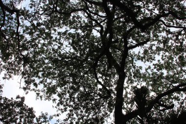 Ormanın güzel manzarası