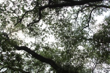 Ormanda yeşil yapraklar