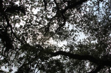 Ormanın güzel manzarası