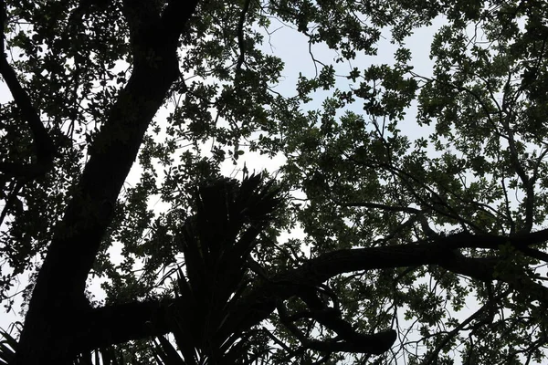 Ветви Деревьев Лесу — стоковое фото