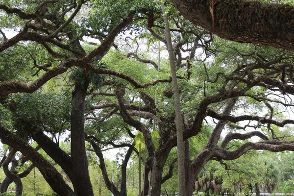Parktaki Yeşil Ağaç — Stok fotoğraf