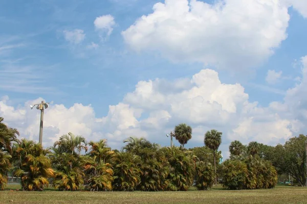 Palm Trees Park — Stock Photo, Image