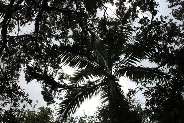 Uma Grande Palmeira Tropical Branca Azul Deixa Fundo Céu — Fotografia de Stock