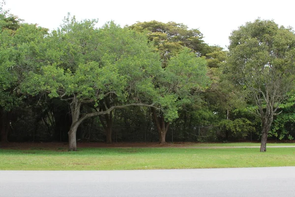 Zelené Stromy Parku — Stock fotografie