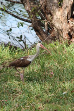 Bir kuş otların arasında bir dalda oturuyor.