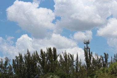 Mavi gökyüzünde yeşil yaprakları olan bir ağacın yüksek açılı görüntüsü.