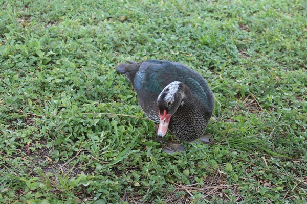 鸭在绿草上 — 图库照片
