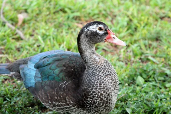 Närbild Vacker Anka Parken — Stockfoto