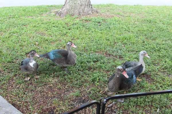 Vier Enten Draußen Gras — Stockfoto
