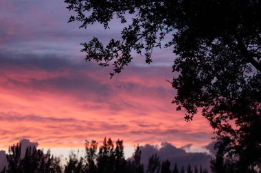 Tropik pamuk helva yağmuru sonrası gökyüzü 