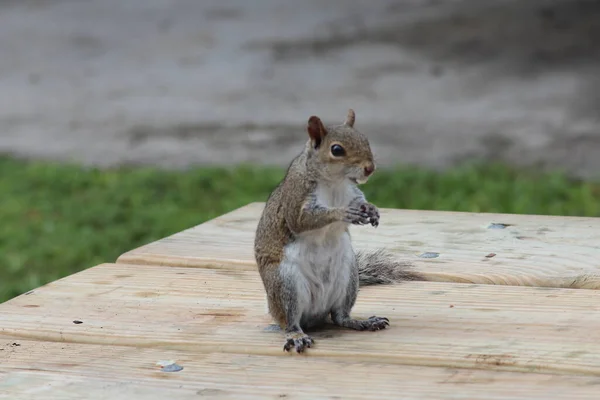 Esquilo Cinza Comendo Uma Mesa — Fotografia de Stock