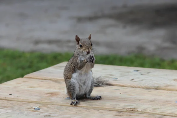 Grey Squirrel Sitting Bench — Stock Photo, Image
