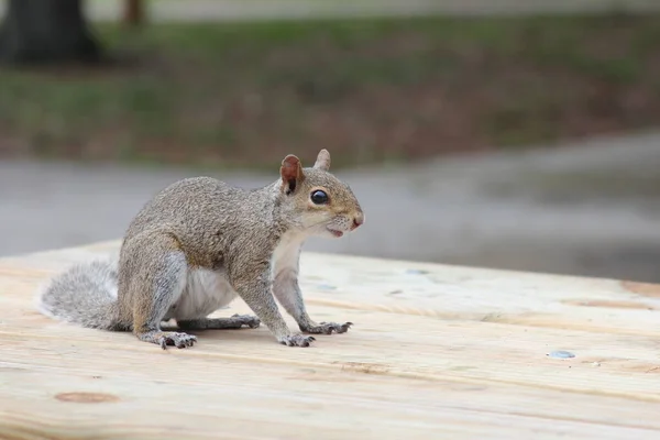 Ein Eichhörnchen Auf Einer Holzbank — Stockfoto