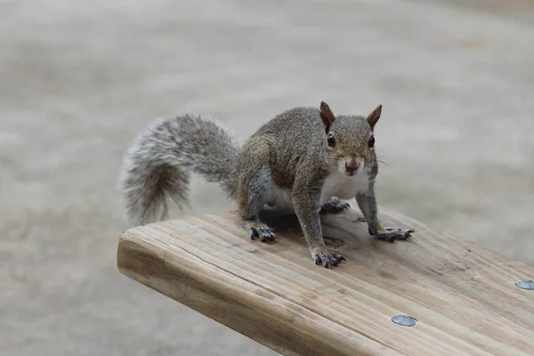 Ein Niedliches Graues Eichhörnchen Sitzt Auf Der Bank — Stockfoto