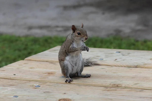 Ein Eichhörnchen Sitzt Auf Einer Holzbank Park — Stockfoto