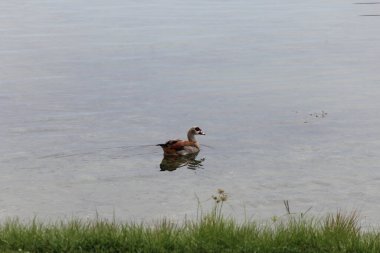 Suda güzel bir ördek