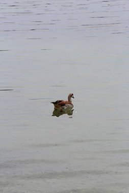 Gölde ördek