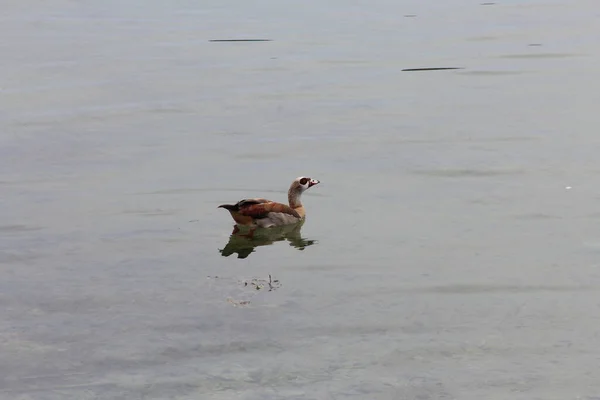 Kaczka Jeziorze — Zdjęcie stockowe