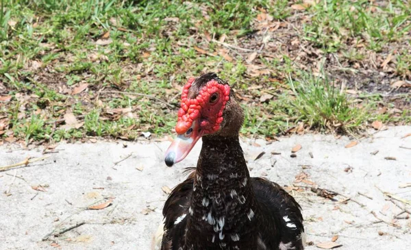 Muscovy Duck Close — Stock Photo, Image
