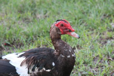 Misk ördeği yakın çekim