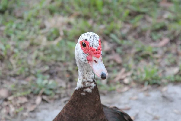 Muscovy Duck Close — Stock Photo, Image
