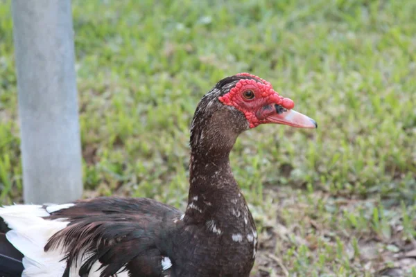 Florida Geese Summer — Stock Photo, Image