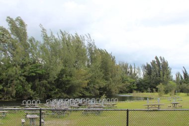 Mavi balıkçıl kuşu çimlerde