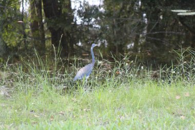 Mavi balıkçıl kuşu çimlerde