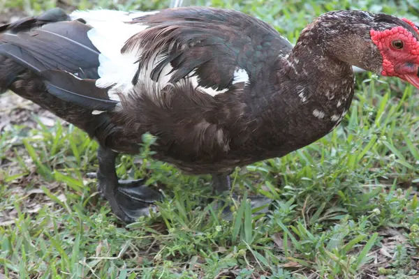 Yazın Florida Kazları — Stok fotoğraf