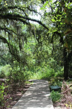 Doğanın güzel manzarası
