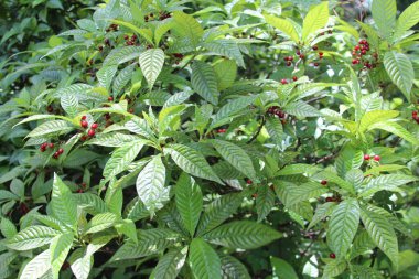 Ormanda yetişen kırmızı meyveler