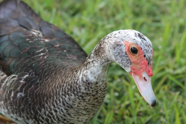 Eine Nahaufnahme Einer Schönen Ente Mit Grünen Augen — Stockfoto