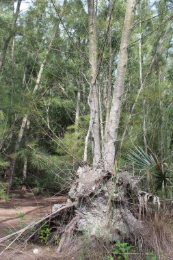 Dağlardaki ormandaki ağaçlar.