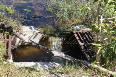 Everglades 'ten süzülen su
