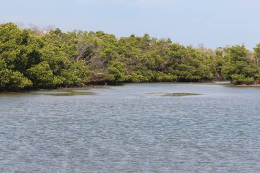 Mangrov ağaçlar deniz.