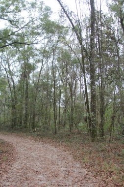 Ormanın ortasında ormandaki patika.