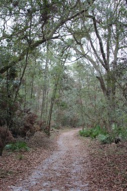 Yeşil bir ormanın güzel bir görüntüsü