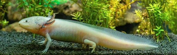 Bir Axolotl Ambystoma Mexicanum Yakın Görüntüsü Stok Resim