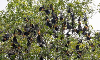 Mahe Botanik Bahçesi 'nde tüneyen Seyşeller Meyve Yarasaları (Pteropus seychellensis) grubu